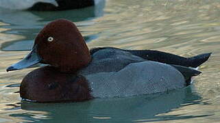 Common Pochard