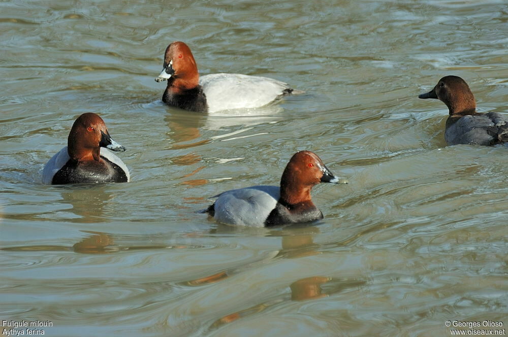 Common Pochard male adult