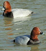 Common Pochard