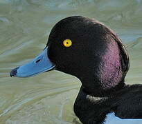 Tufted Duck