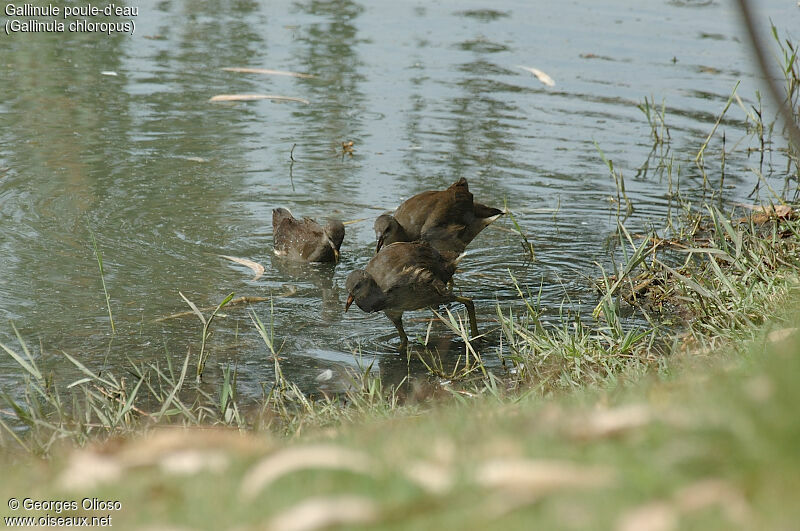 Gallinule poule-d'eau