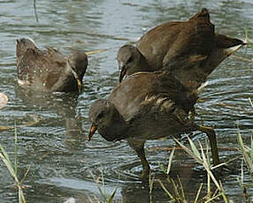 Gallinule poule-d'eau