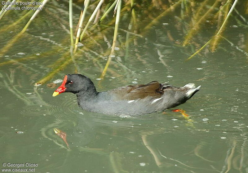 Common Moorhen