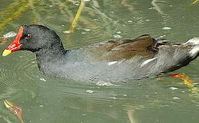 Gallinule poule-d'eau