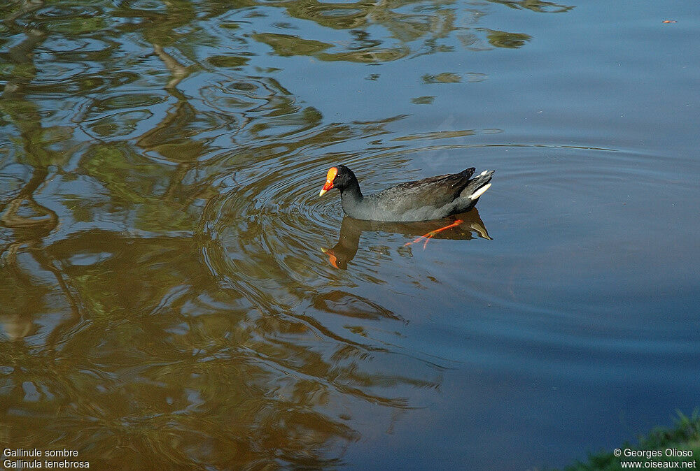 Dusky Moorhenadult breeding