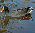 Gallinule sombre