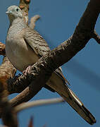 Bar-shouldered Dove