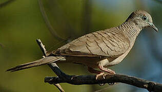 Peaceful Dove