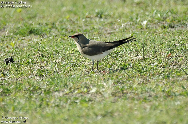 Glaréole à collier