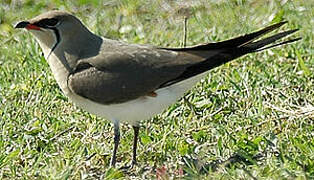 Collared Pratincole