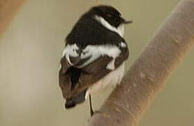 Semicollared Flycatcher