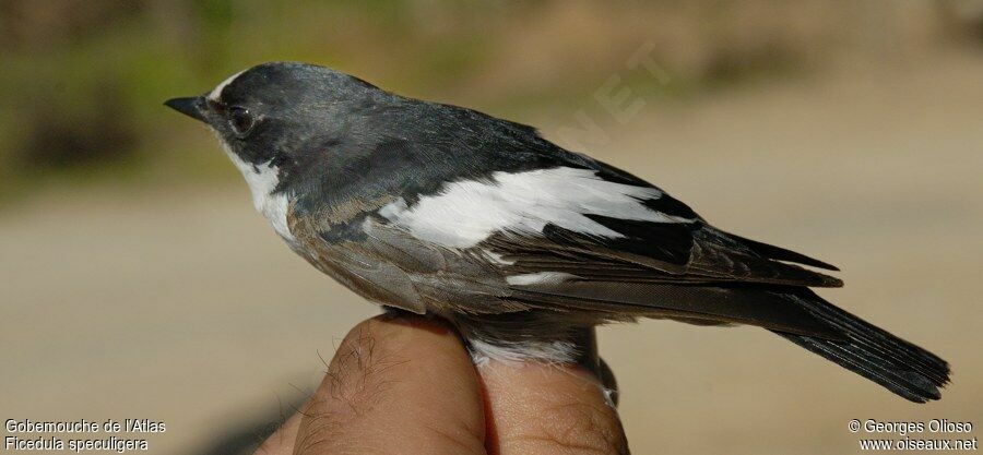 Atlas Pied Flycatcher male Second year, identification