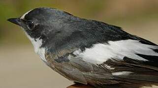 Atlas Pied Flycatcher