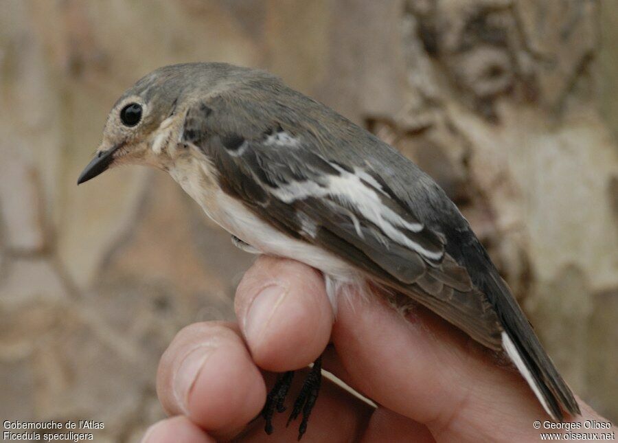 Gobemouche de l'Atlas femelle adulte, identification