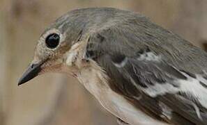 Atlas Pied Flycatcher