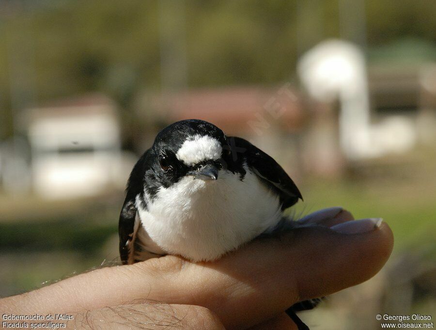 Atlas Pied Flycatcher male adult breeding, identification