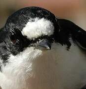 Atlas Pied Flycatcher