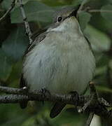 Atlas Pied Flycatcher