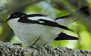 Atlas Pied Flycatcher