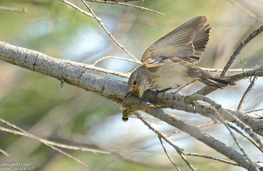 Spotted Flycatcheradult breeding, feeding habits, Behaviour