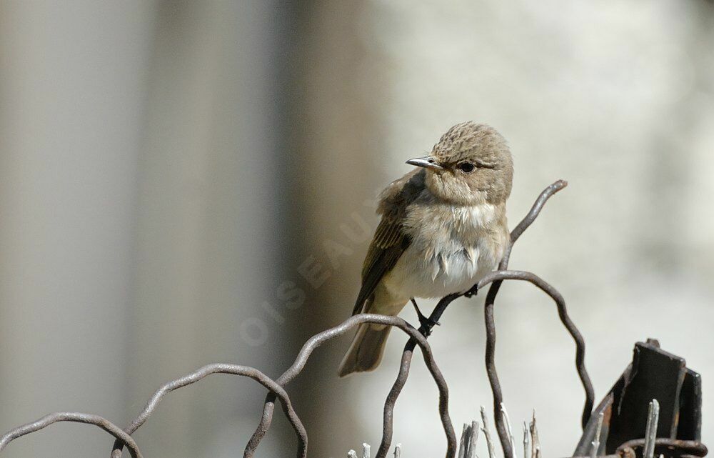 Spotted Flycatcheradult breeding, identification