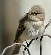 Spotted Flycatcher