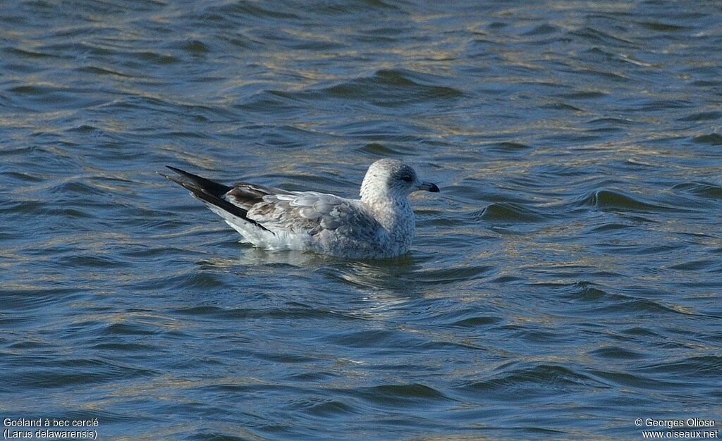 Ring-billed GullSecond year, identification