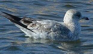 Ring-billed Gull