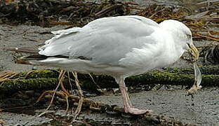 European Herring Gull