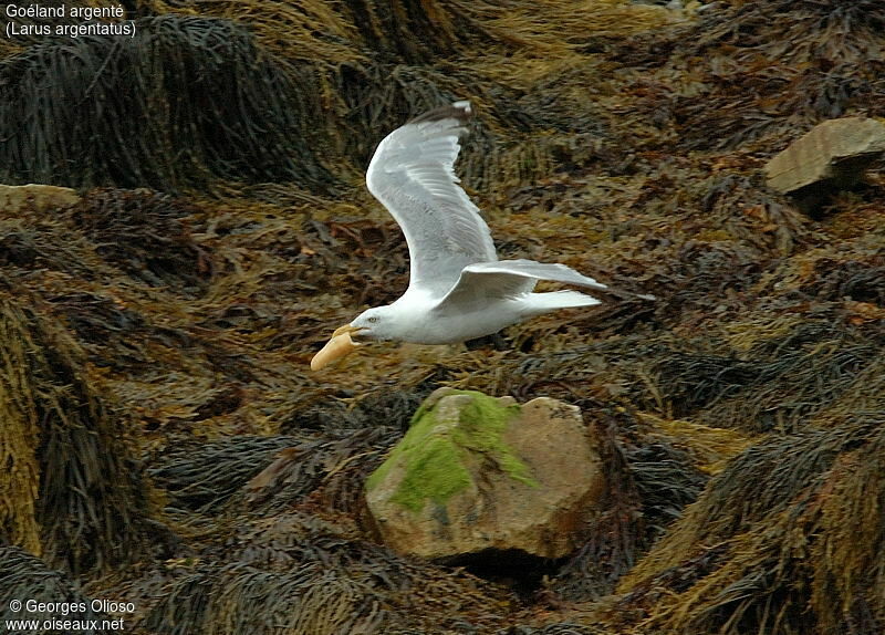 European Herring Gull