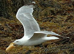 European Herring Gull