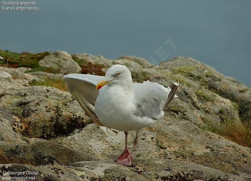 European Herring Gull