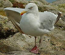 European Herring Gull