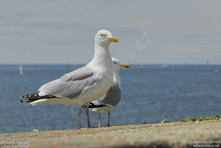 European Herring Gull adult breeding