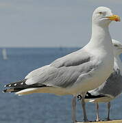 European Herring Gull