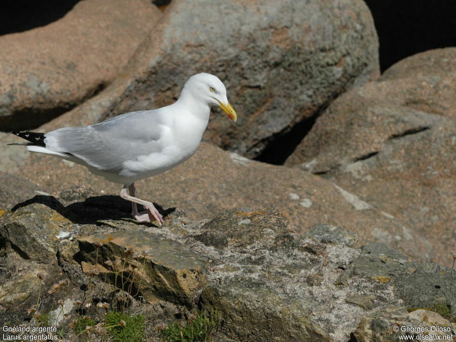 European Herring Gulladult breeding