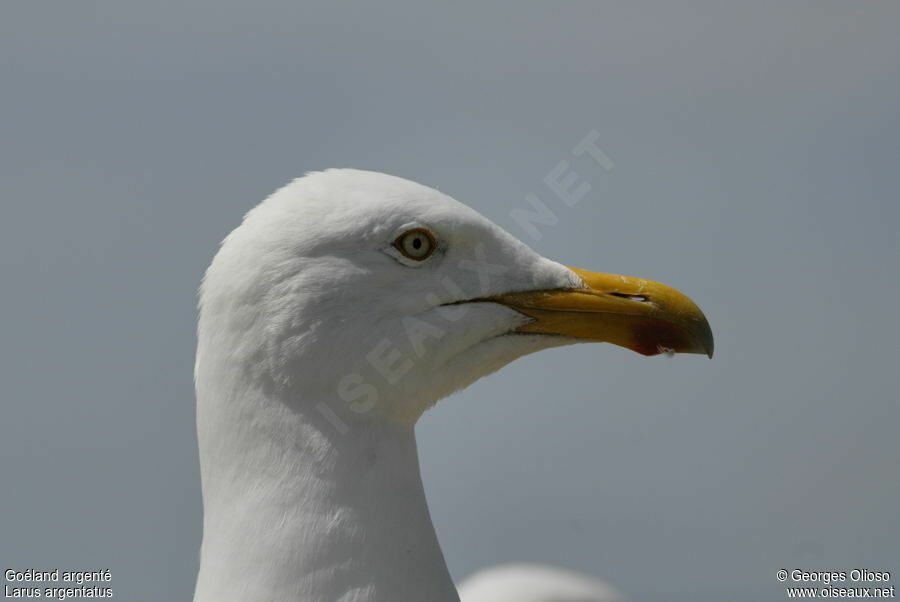 Goéland argentéadulte