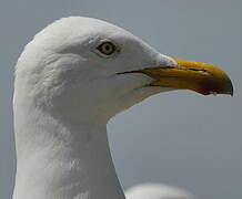 European Herring Gull