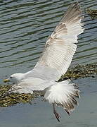 European Herring Gull