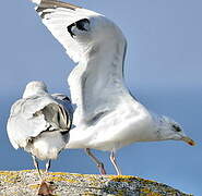 European Herring Gull