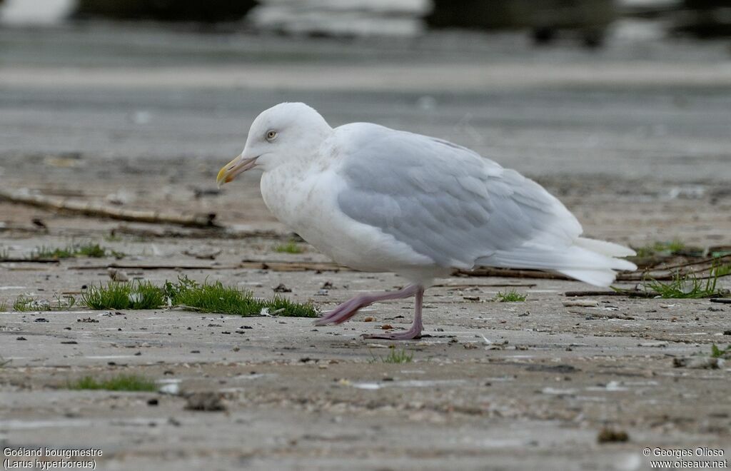 Glaucous Gullsubadult, identification