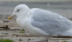 Glaucous Gull