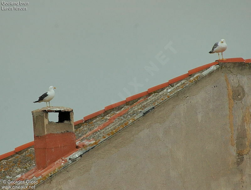 Lesser Black-backed Gulladult breeding