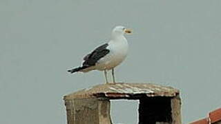 Lesser Black-backed Gull