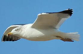 Lesser Black-backed Gull