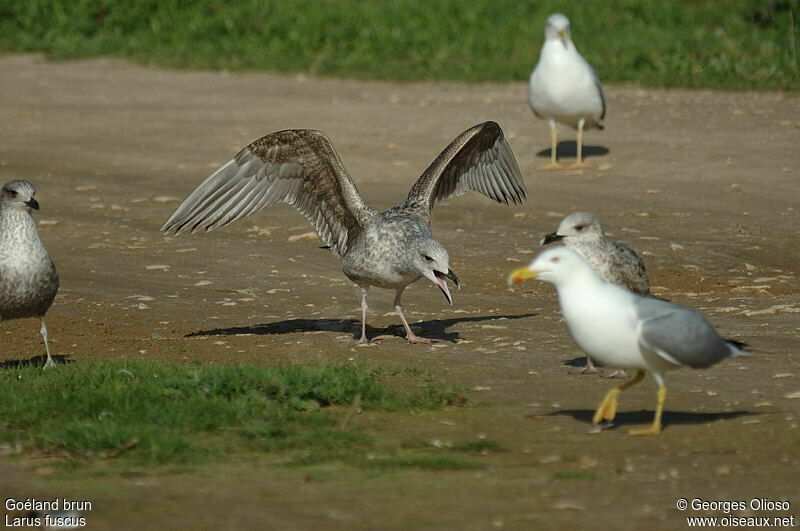 Lesser Black-backed GullSecond year