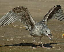 Lesser Black-backed Gull