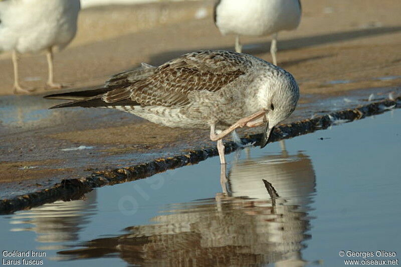 Lesser Black-backed Gulljuvenile