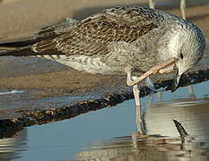 Lesser Black-backed Gull