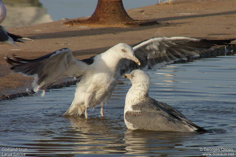 Lesser Black-backed Gullsubadult